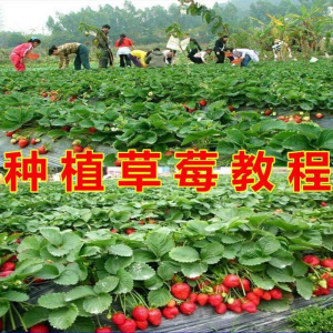 草莓种植技术全套视频教程大全科学培训方法经验大棚栽培教程资料-淘宝虚拟中转仓