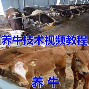 养牛养羊视频教程疾病防治挤奶牛场建设放牧饲养猪技术全套发育-淘宝虚拟中转仓