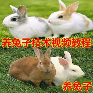 养兔子技术自学全套视频教程大全兔子养殖教程学畜牧养殖视频教程-淘宝虚拟中转仓