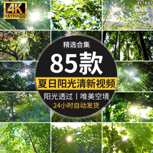 4K夏日阳光透过树叶森林空境升格大自然唯美清新绿叶实拍视频素材-淘宝虚拟中转仓
